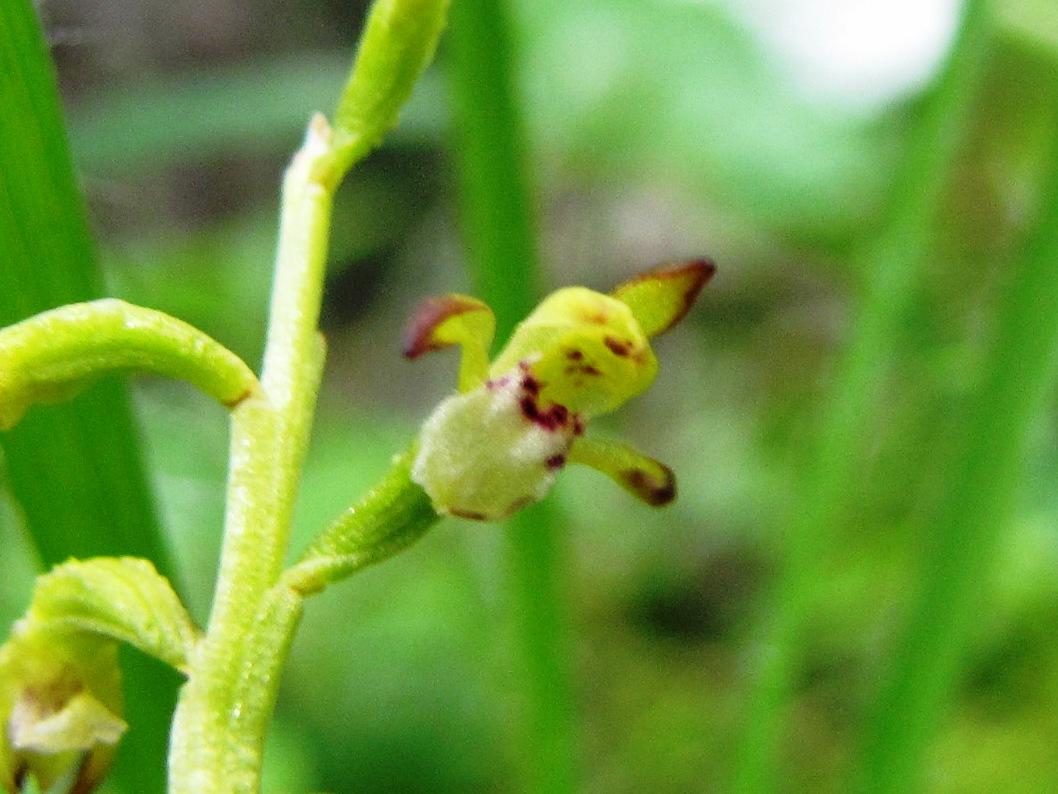 Corallorhiza trifida